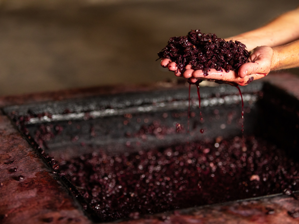 red grape skins in someone's hand above a vat of fermenting wine